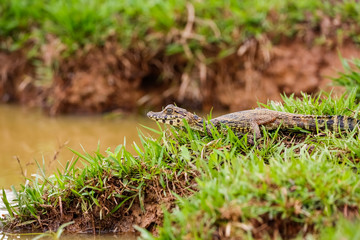Small Yacare Caiman lying on a grassy river edge with raised head, Pantanal Wetlands, Mato Grosso, Brazil