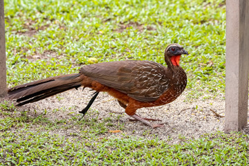 Chestnut-bellied Guan roaming on grass, Pantanal Wetlands, Mato Grosso, Brazil