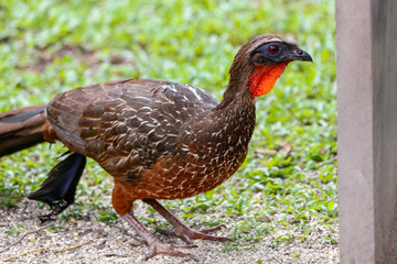 Close up of Chestnut-bellied Guan roaming on grass, Pantanal Wetlands, Mato Grosso, Brazil