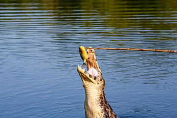 Yacare Caiman jumps out of the water to catch piranha, Pantanal Wetlands, Mato Grosso, Brazil