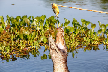 Yacare Caiman jumping out of the water to catch fish, Pantanal Wetlands, Mato Grosso, Brazil
