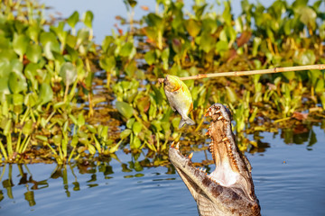 Yacare caiman jumps out of water for and caught a piranha, Pantanal Wetlands, Mato Grosso, Brazil