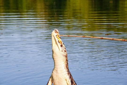 Yacare Caiman jumps out of the water to catch fish, Pantanal Wetlands, Mato Grosso, Brazil