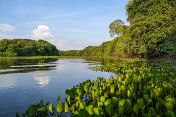 Typical Pantanal river scenery in afternoon light, sky reflected on water, Pantanal Wetlands, Mato...