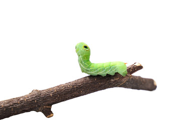 The big green caterpillar on a branch isolated on white background.