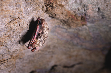 A wild bat hangs in a dream on the ceiling of a stone cave. Little bats in the North Caucasus