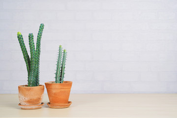 Succulents or cactus in clay pots on wooden table and gray brick wall.