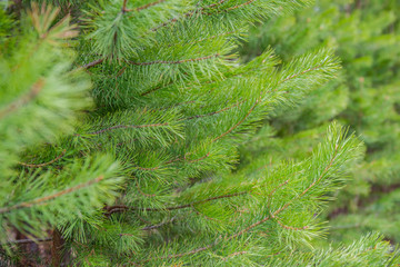 pine branches close up