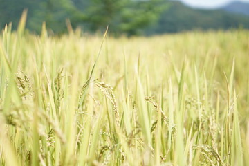 plant on the hill and flower