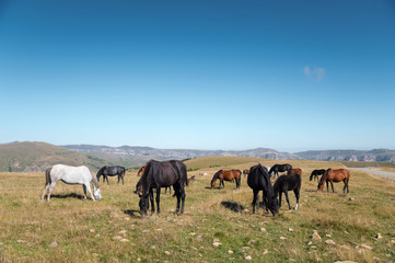 Naklejka na ściany i meble Wild Caucasian horses with their foals graze in the high-mountain meadow of the North Caucasus on a sunny day