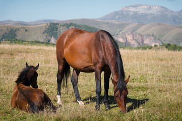 Wild Caucasian horses with their foals graze in the high-mountain meadow of the North Caucasus on a sunny day