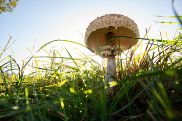 Parasolpils mit aufgeschirmtem Hut auf der Wiese im Sonnen Gegenlicht