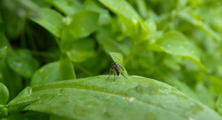 A fly with long legs and a mustache sits on a leaf. Unusual and rare fly in the garden.