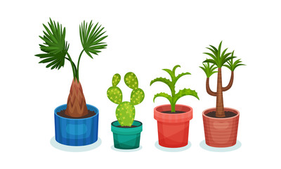 Set of exotic plants in flower pots. Vector illustration on a white background.