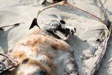 Dead bat on beach, birds killed by plastic, climate change has brought alterations to Earth's systems, Extreme heat is causing mass ‘die-offs’ in seabirds