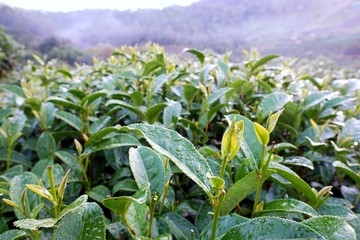 Green Tea field with the sun shining on blue sky and cloud as a background in the morning at Thailand, Ecological Concept, Space for text in template