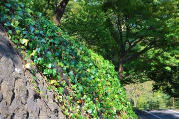 森　道　シダ　秋　杤木