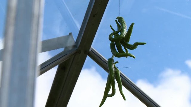 Steady, low angle, medium close up shot of green chilaca peppers hanging from a window.
