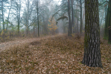 Foggy morning in the forest