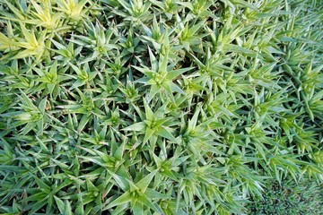 Top view of leaves pineapple as a background, Flora wallpaper and Ecological Concept