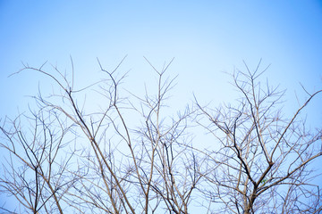 Dry tree and branches of tree on blue sky in autumn winter season nature background .