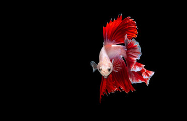 Betta Siamese fighting fish, Colorful beautiful of half moon long delta tail and capture moving moment of fish isolated on black background