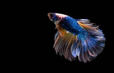 Betta Siamese fighting fish, Colorful beautiful of half moon long delta tail and capture moving moment of fish isolated on black background