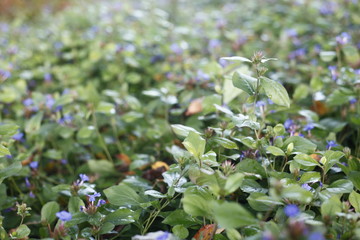 ceratostigima plumbaginoides, plumbaginaceae, hornnarbe