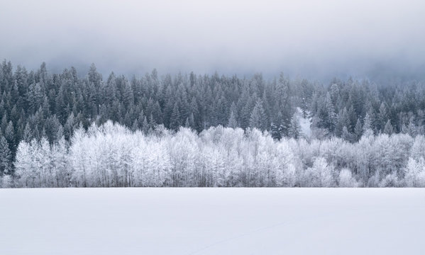 Winter Wonderland Forest: Evergreen Trees on Snow-covered Hillside - Washington, USA 