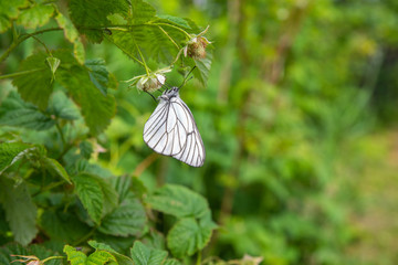 Butterfly cabbage on a raspberry branch