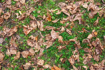Many dry falling brown and yellow leaves on the green ground.