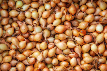 Autumn onions background harvest agriculture pattern.