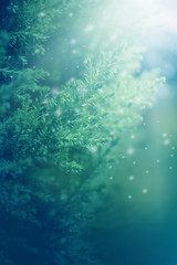 Christmas background. Close up beautiful fir tree and blurred nature.