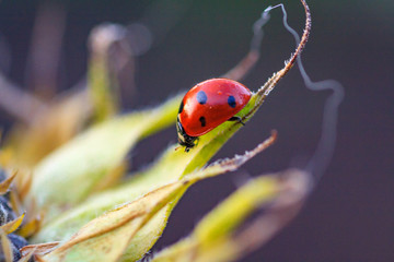 ladybug on sunflower