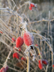 Morgenspaziergang