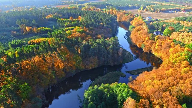 Colorful forest and river in autumn at sunrise, aerial view