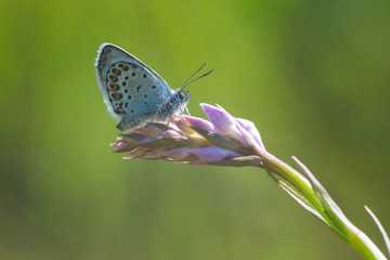 Papillon petit bleu nacré sur une fleur
