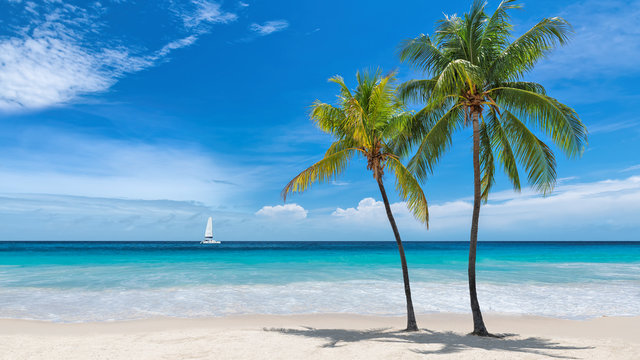 Paradise beach with palm trees and sailboat in tropical sea in Key West, Florida © lucky-photo