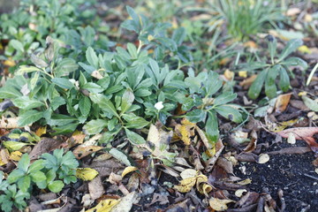 Nieswurz, helleborus niger, ranuncalaceae