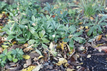 Nieswurz, helleborus niger, ranuncalaceae