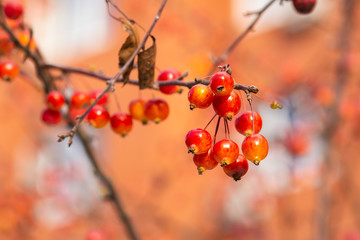 Bright red ripe apples on a branch of crabapple tree also known as plum-leaved or Chinese apple tree. Malus prunifolia