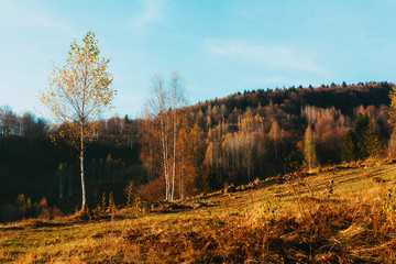 Fototapeta premium mazing mountain view with yellow autumn trees. Bright sunny day for outdoor recreation or leisurely walks in the mountain forest.