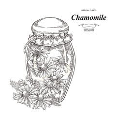 Chamomile flowers and glass jar isolated on white background. Medical gerbs hand drawn. Vector illustration engraved.