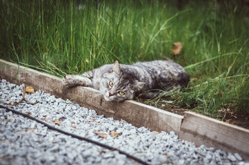 cat sitting and lying on the grass