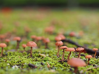 キツネタケの群生