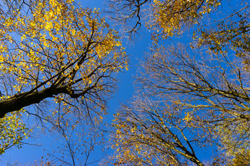 gelbes Herbstlaub