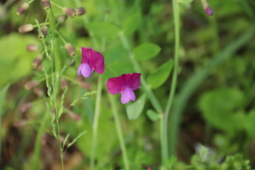 Cicerchia tuberosa