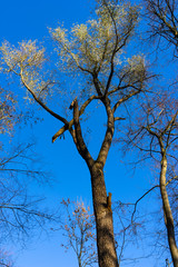 kahler Baum im Herbst