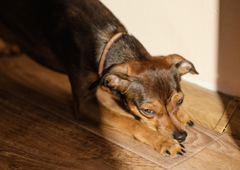Miniature pinscher puppy at home. Selective focus.
