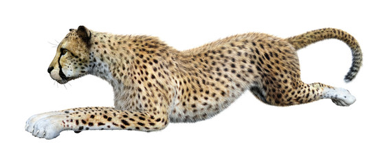 3D Rendering Big Cat Cheetah on White © photosvac
